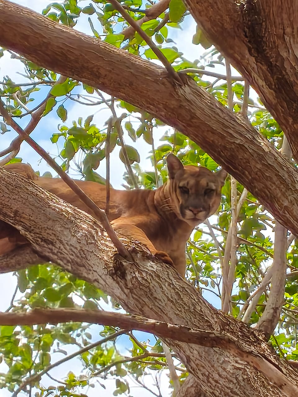 Bombeiros e equipe da UFU realizam captura de onça-parda em área residencial de Chaveslândia MG.
