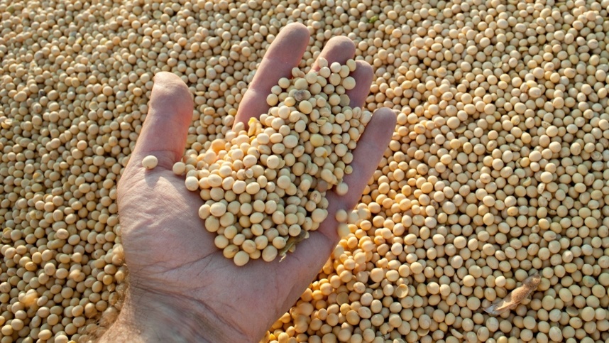 Soja mantém alta moderada diante de incertezas