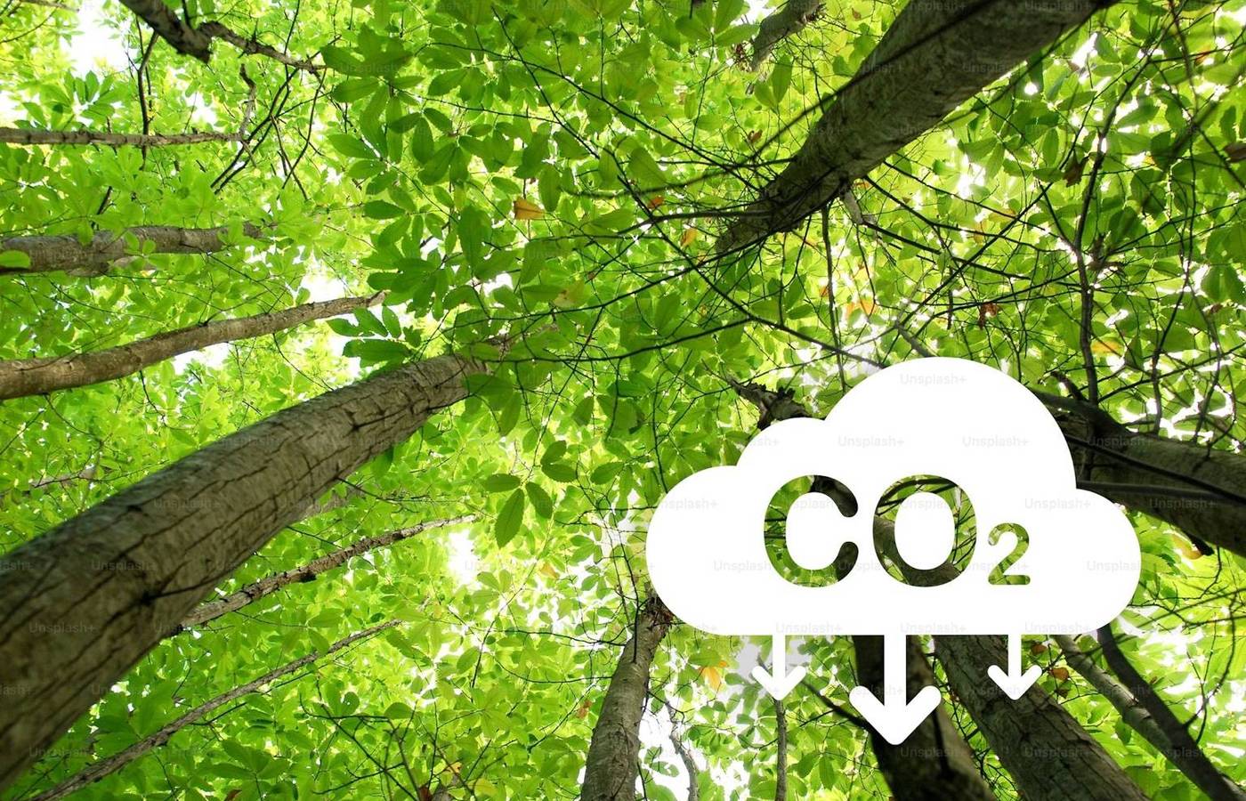Goiás é o primeiro estado do Brasil com “carbono positivo” no uso da terra, revela pesquisa