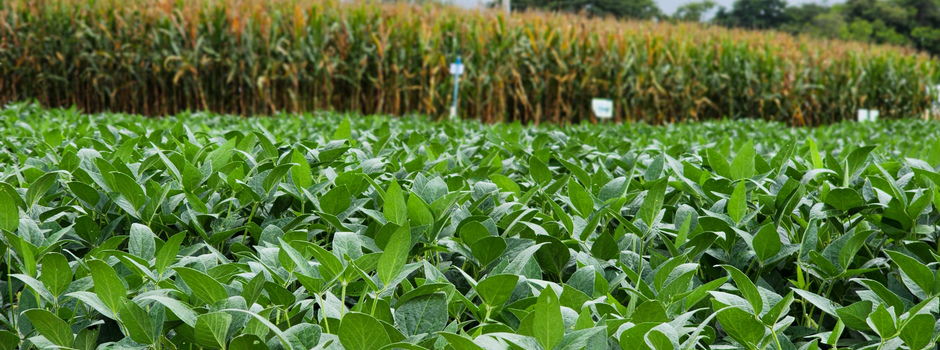 Tecnologia criada em Minas recebe reconhecimento internacional da FAO