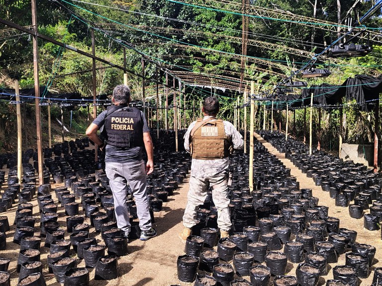PF, em ação conjunta com PM e Secretaria de Segurança Pública, erradica plantação de maconha no Ceará