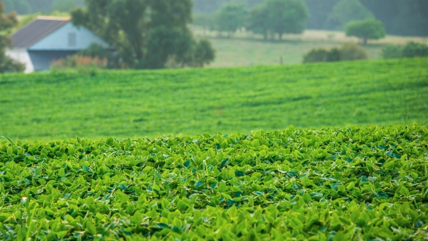 Proteção biológica garante ciclo mais saudável