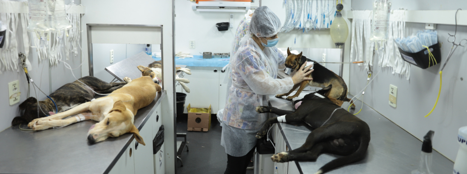 Políticas públicas ampliam proteção à fauna doméstica em Minas Gerais