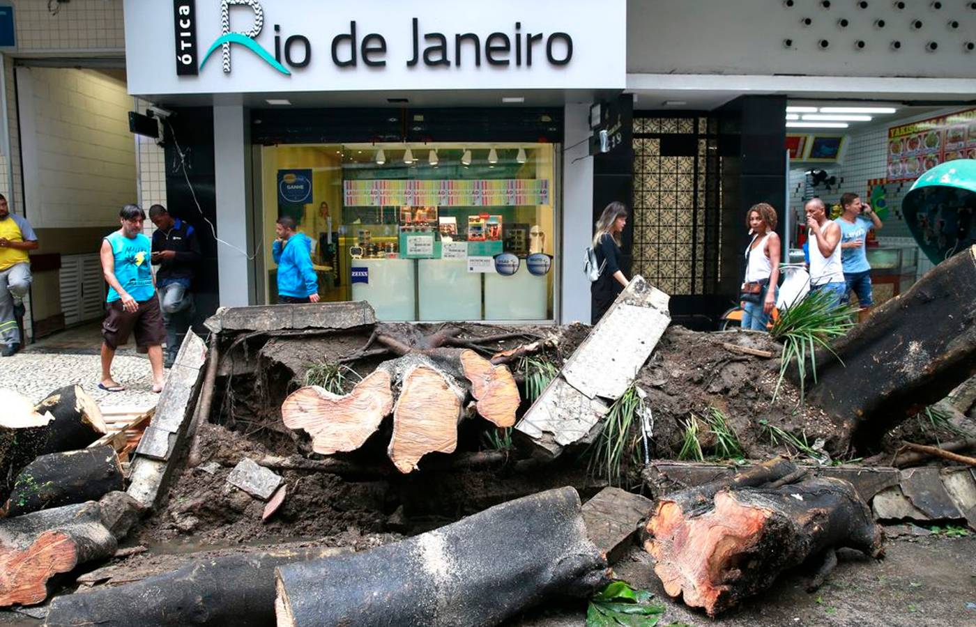 Senado aprova descriminalização de poda de árvore em caso de risco de acidente