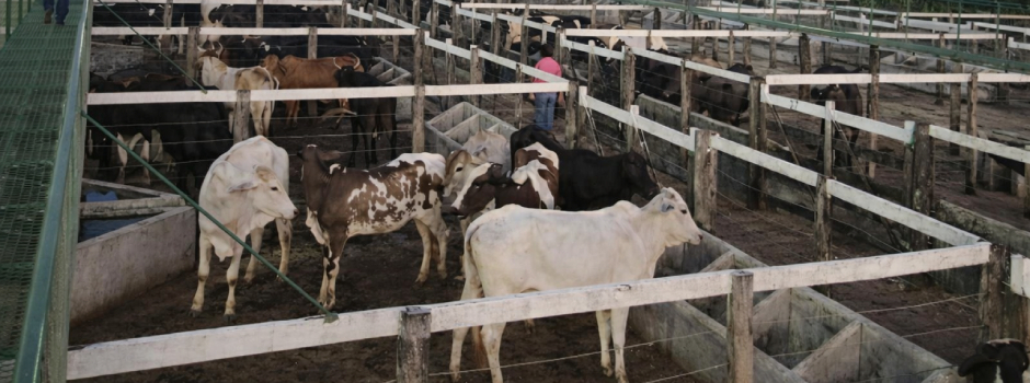 IMA investe em ações para garantir a saúde, segurança e o controle sanitário em Minas