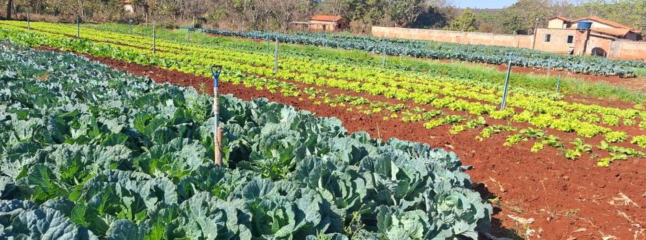 Emater-MG ensina como cultivar uma horta doméstica produtiva