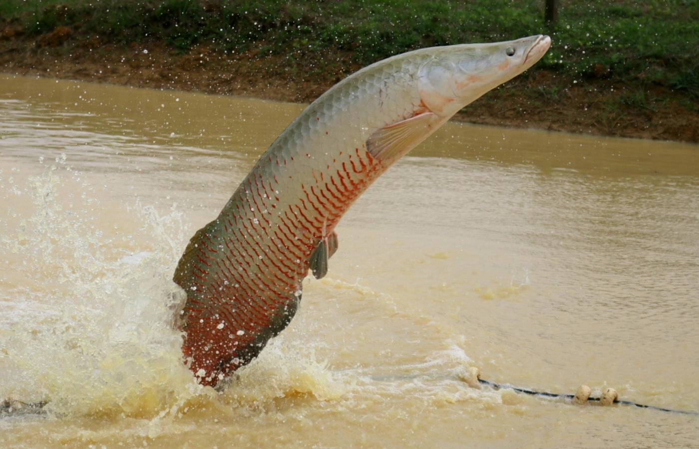 Ibama declara pirarucu espécie invasora e libera abate do peixe fora da Bacia Amazônica