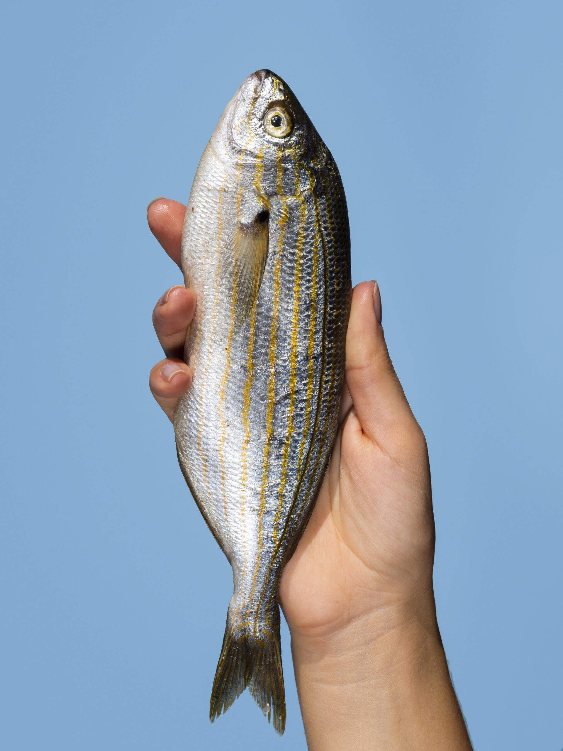 Córnea artificial com escamas de peixe surge como alternativa de baixo custo para transplantes