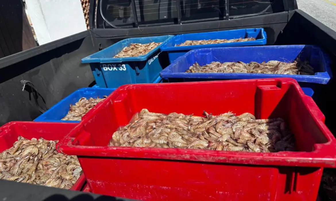 Pescadores são presos com 350 kg de camarão rosa no período do defeso