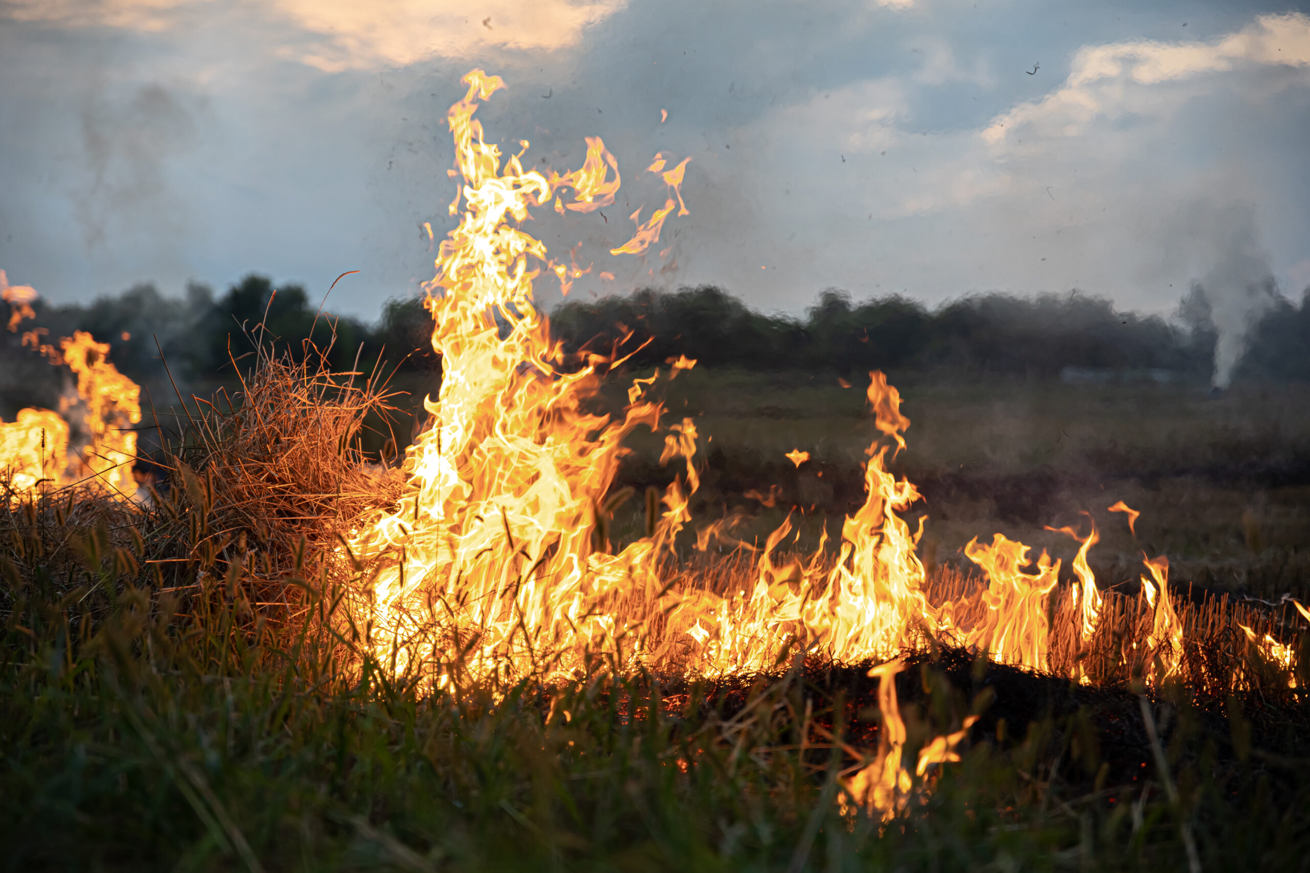 Brasil reforça ações de prevenção contra queimadas e amplia investimentos para enfrentar temporada de incêndios florestais