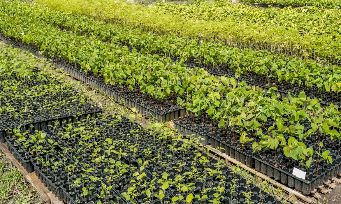 Casal produz espécies nativas da Amazônia e impulsiona reflorestamento
