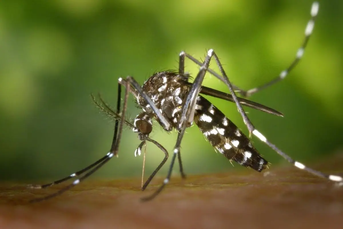 Goiânia se torna referência nacional ao usar inteligência artificial para prever surtos e picos de dengue com precisão inédita
