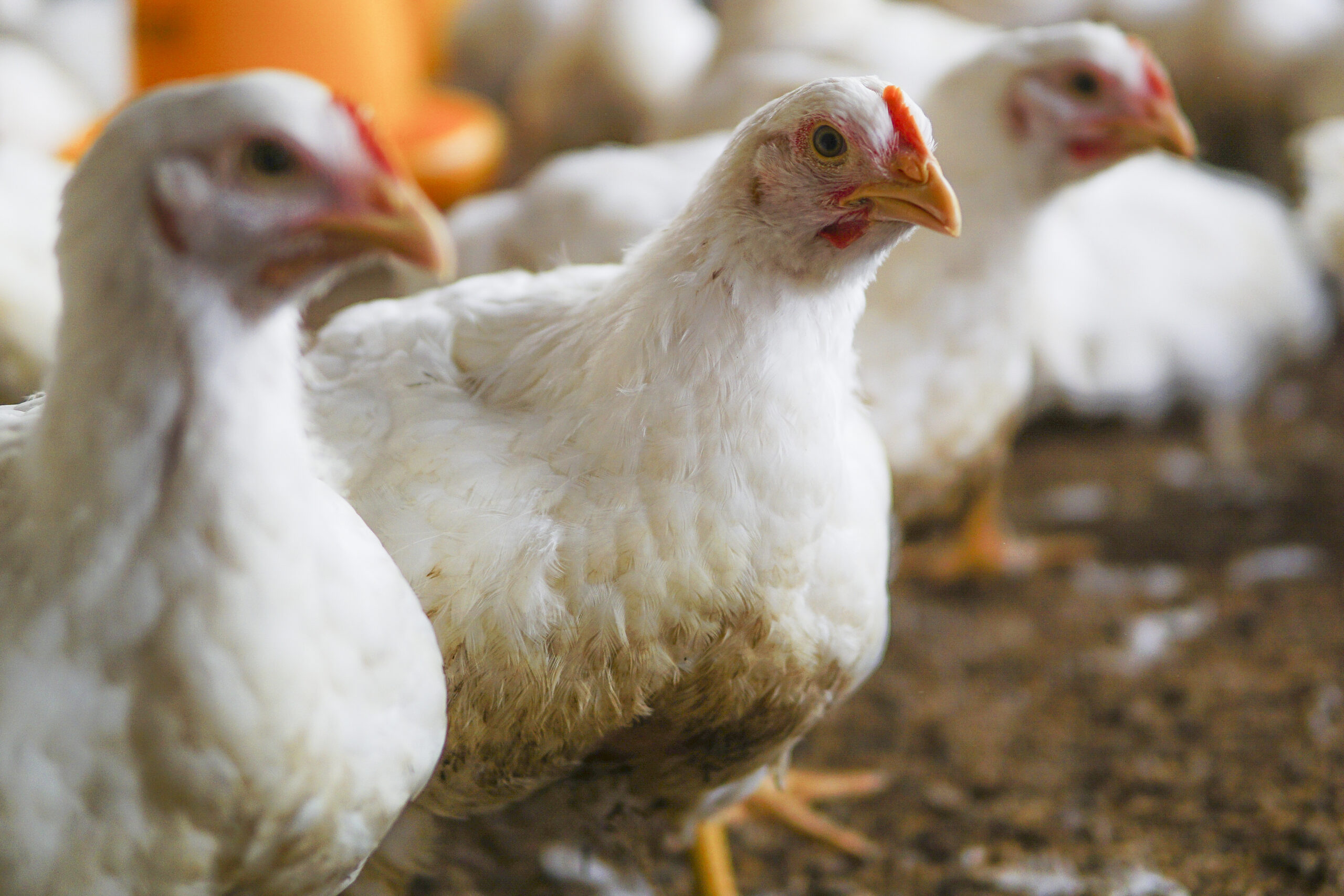 Brasil deve suspender venda de frango à China após foco em SC